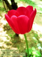 тюльпан малинового цвета