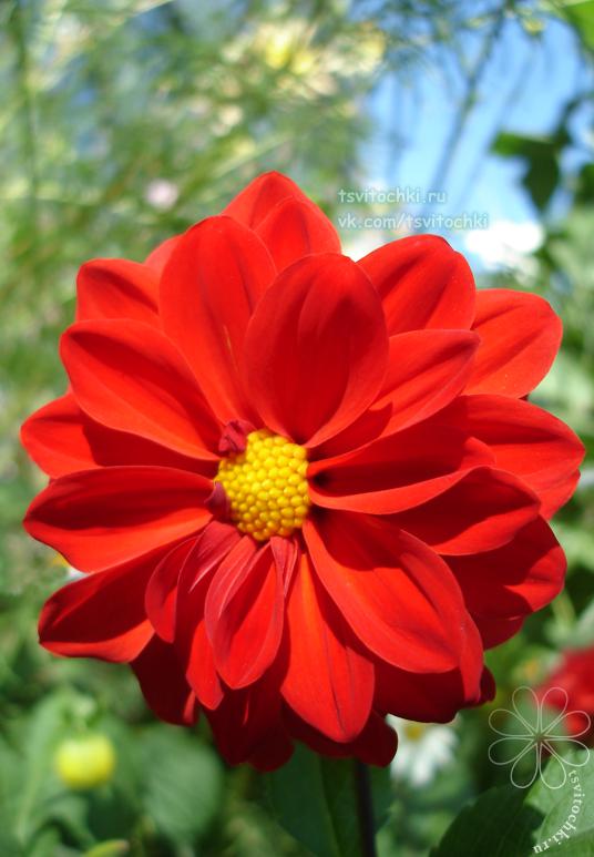 Красивый цветок георгина